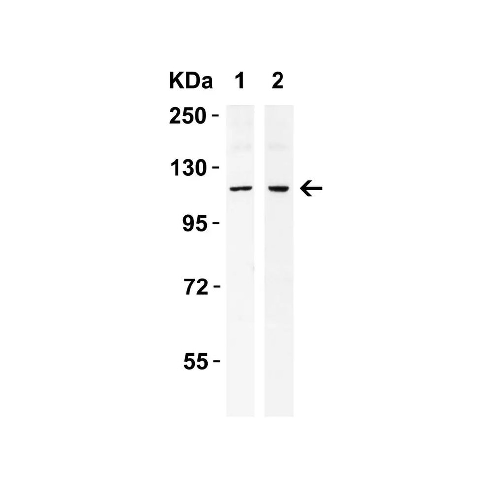 ProSci 3655 IRE1p Antibody