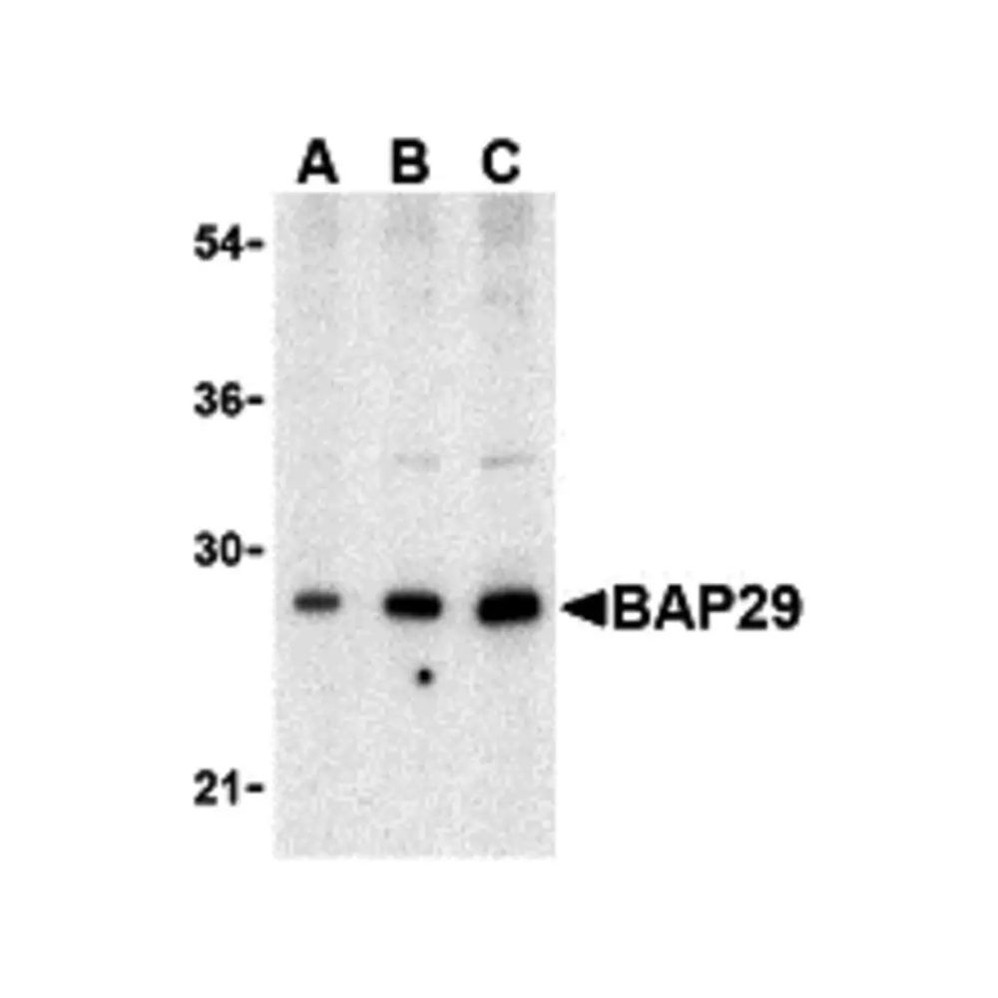 ProSci 3667 BAP29 Antibody
