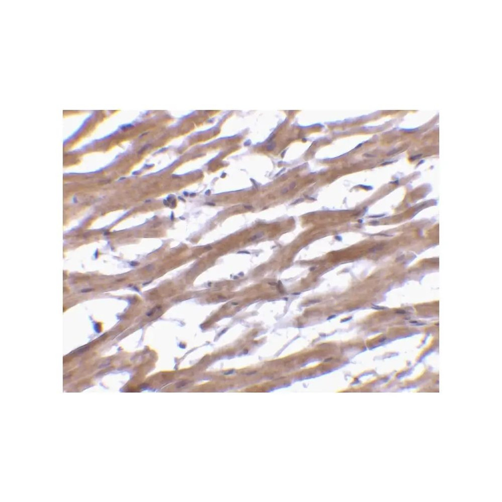 ProSci 3667 BAP29 Antibody