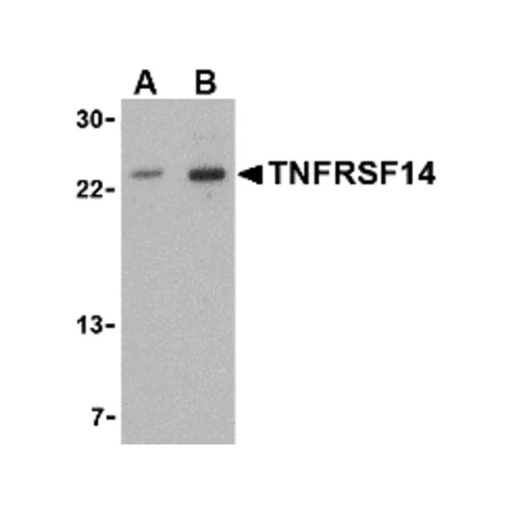 ProSci 3775 TNFRSF14 Antibody