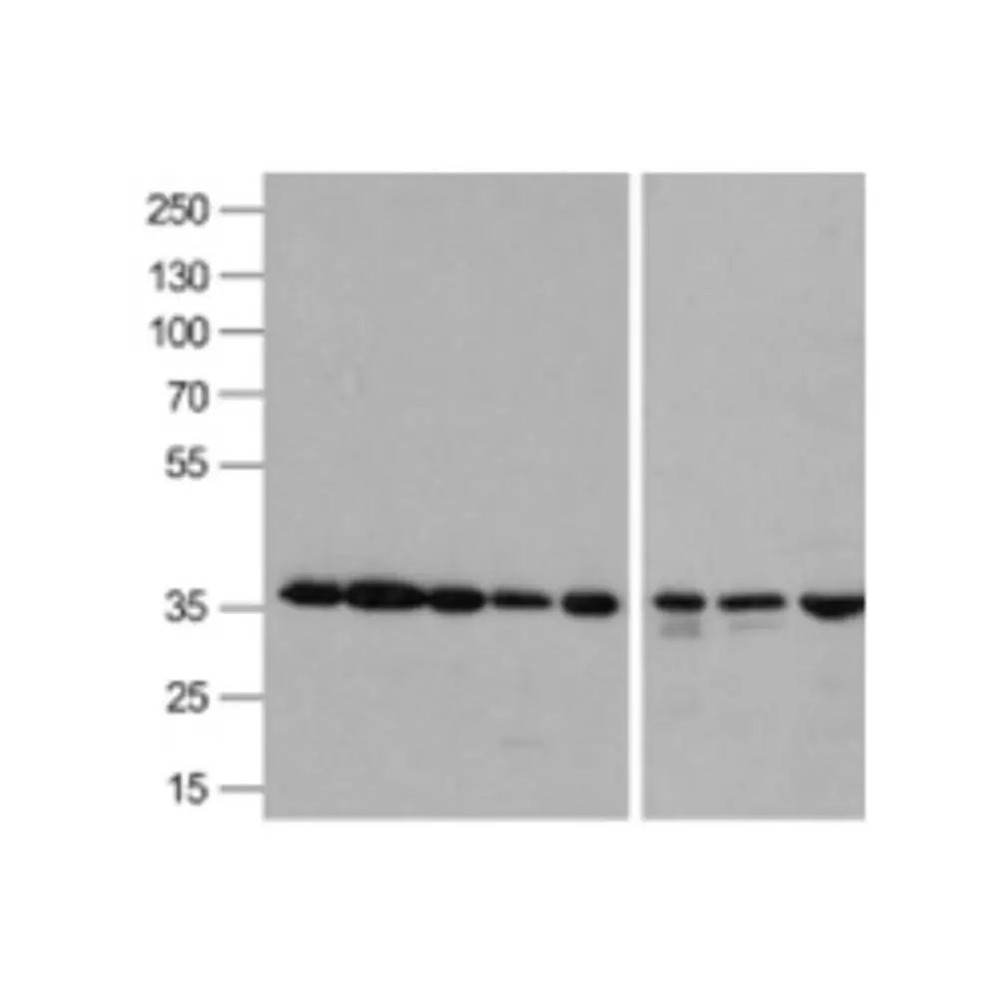 ProSci 3781 GAPDH Antibody
