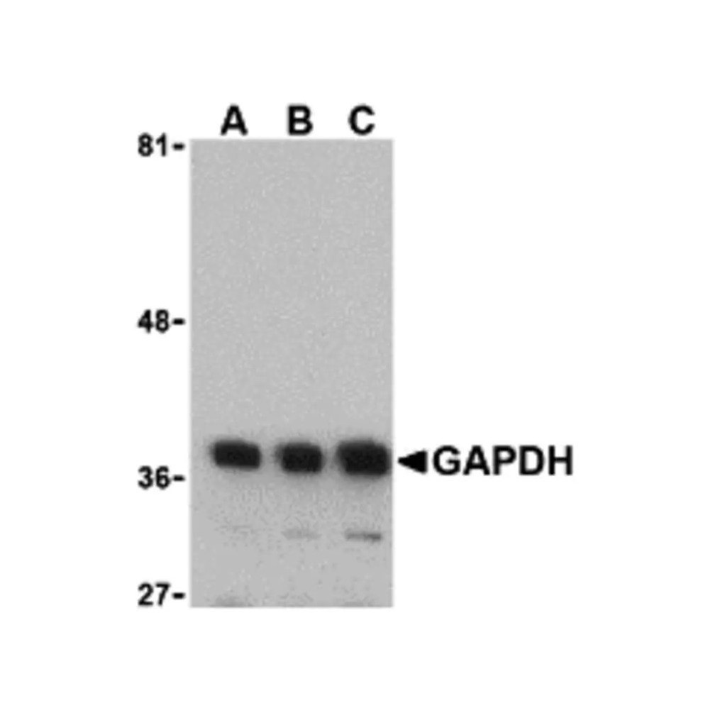 ProSci 3783 GAPDH Antibody