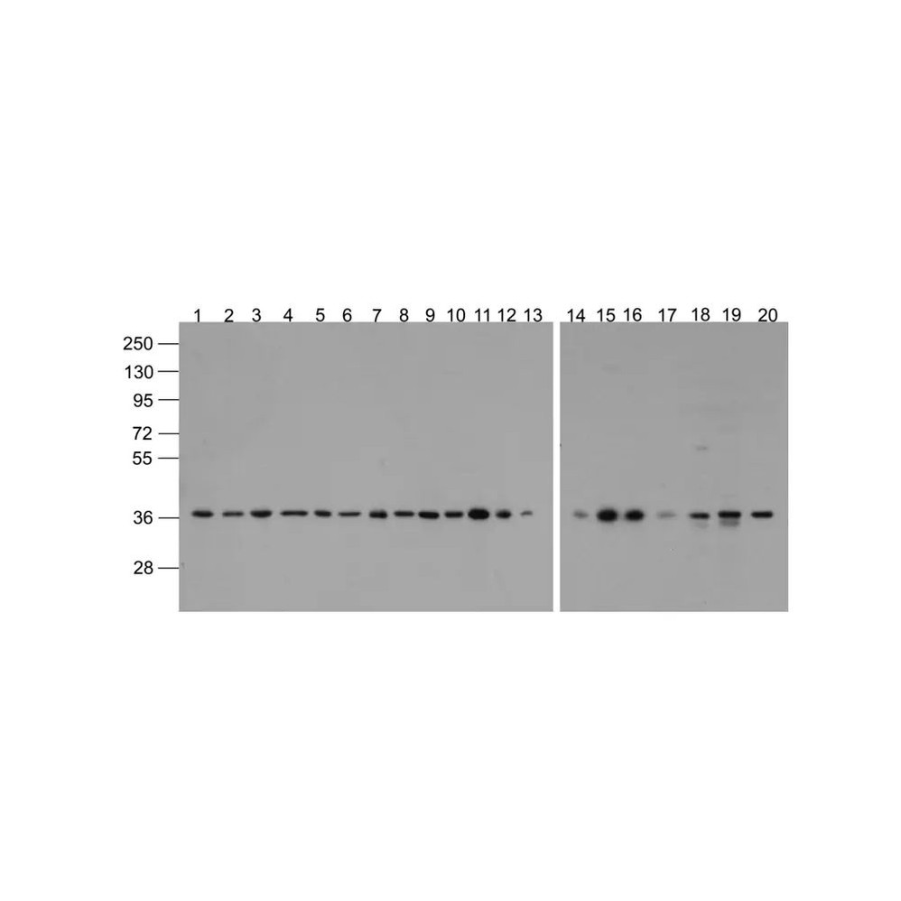 ProSci 3781-biotin GAPDH Antibody