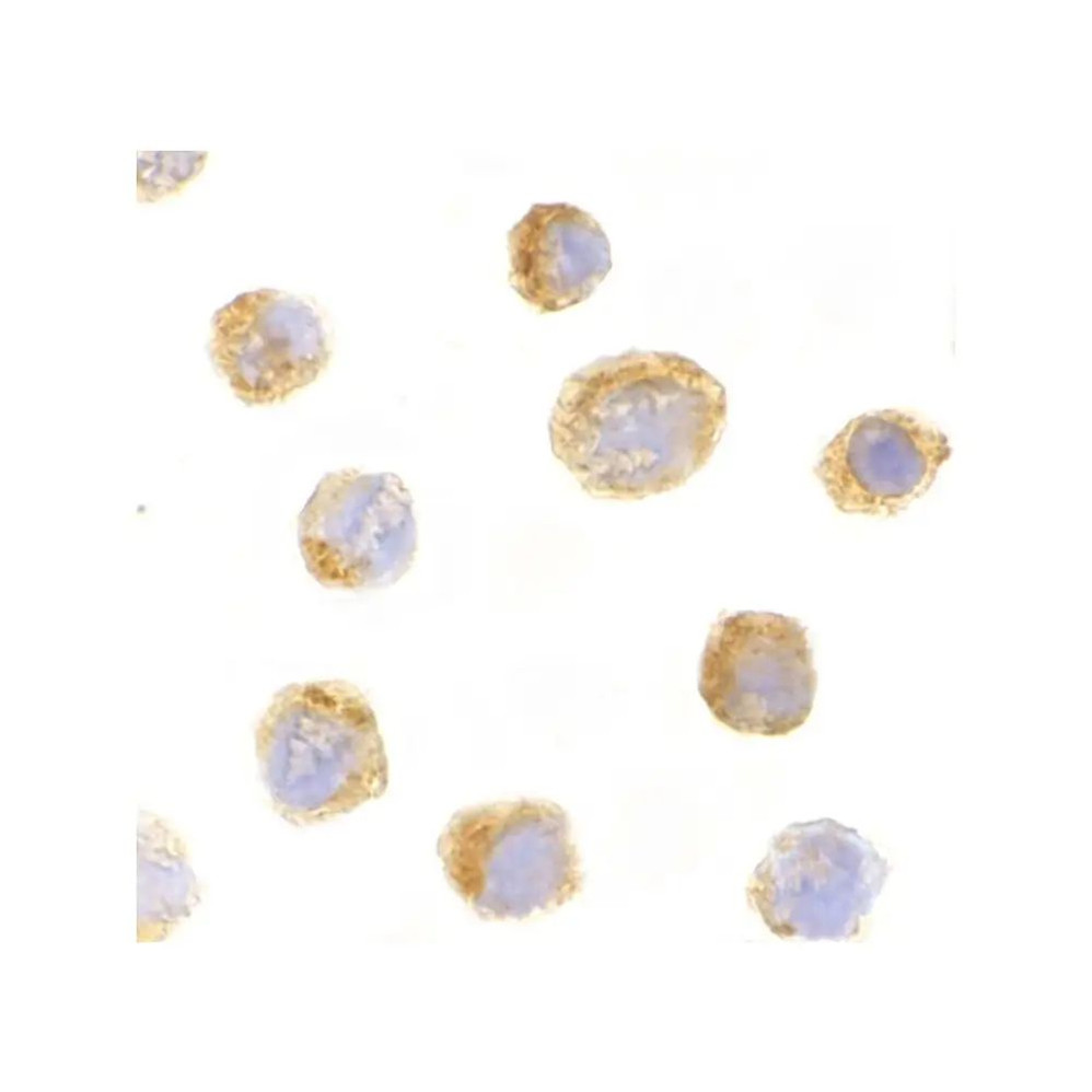 ProSci 3797 IL-27 Antibody