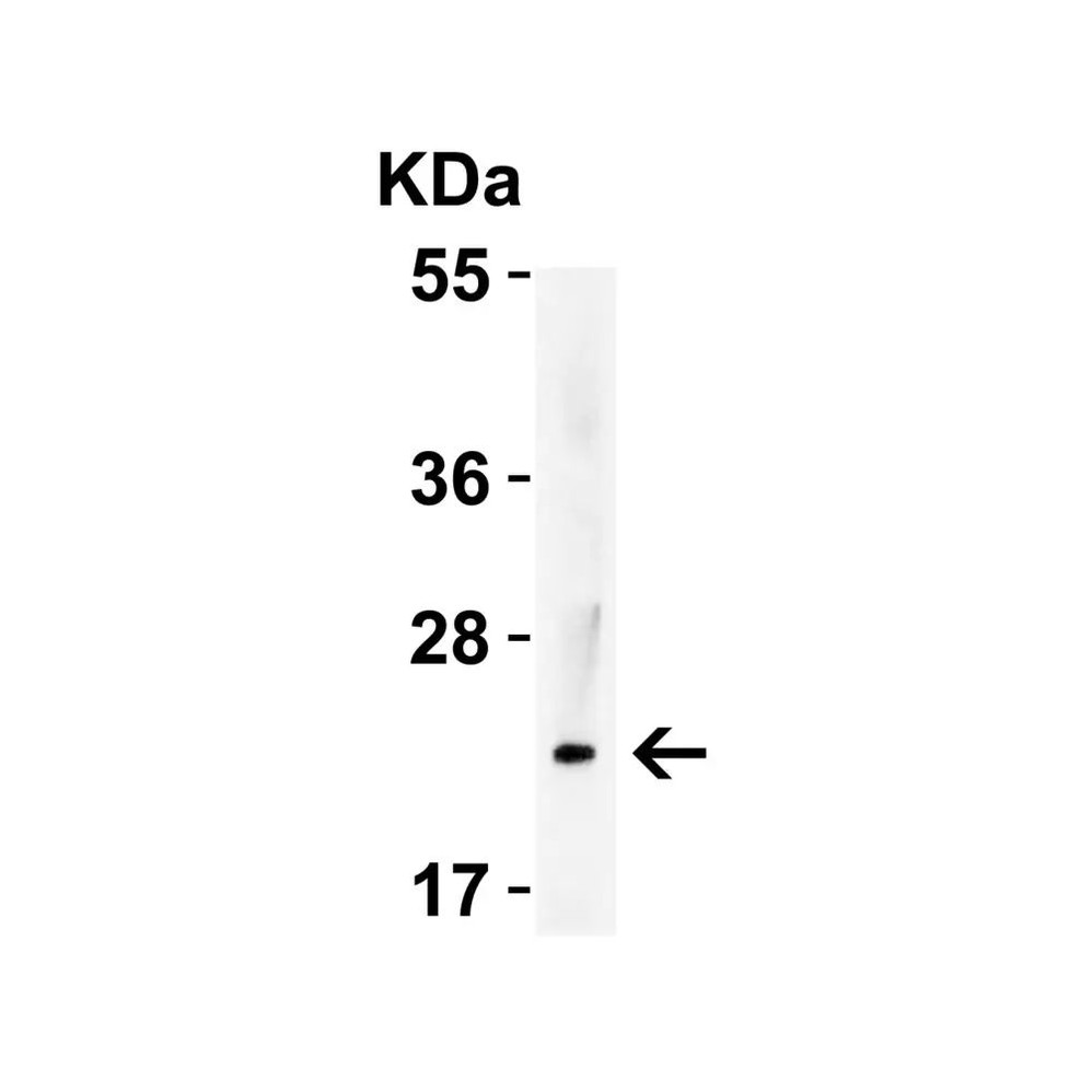 ProSci 3793 IL-23 Antibody