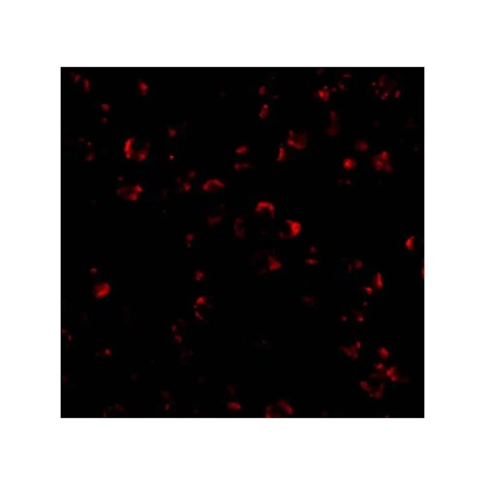 ProSci 3793 IL-23 Antibody
