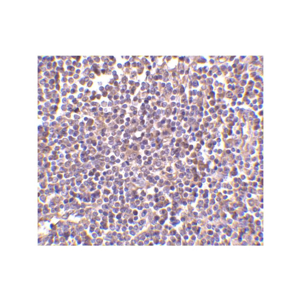 ProSci 3807 AIM Antibody