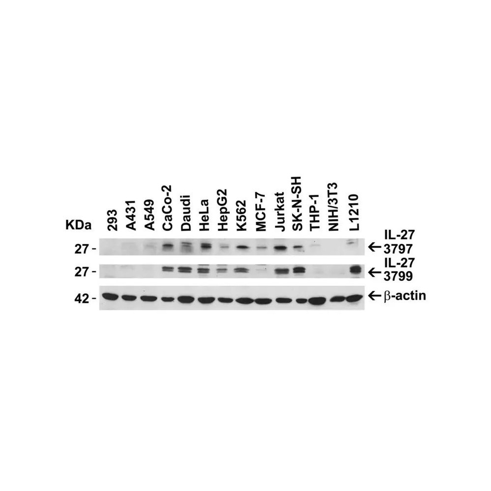 ProSci 3799 IL-27 Antibody