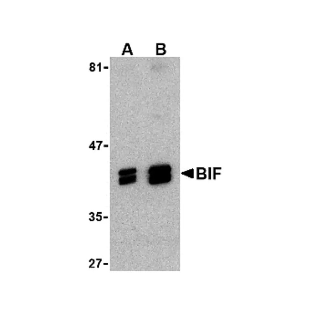 ProSci 3817 Bif Antibody