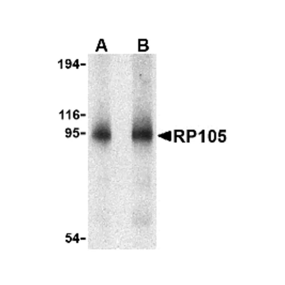 ProSci 3843 RP105 Antibody