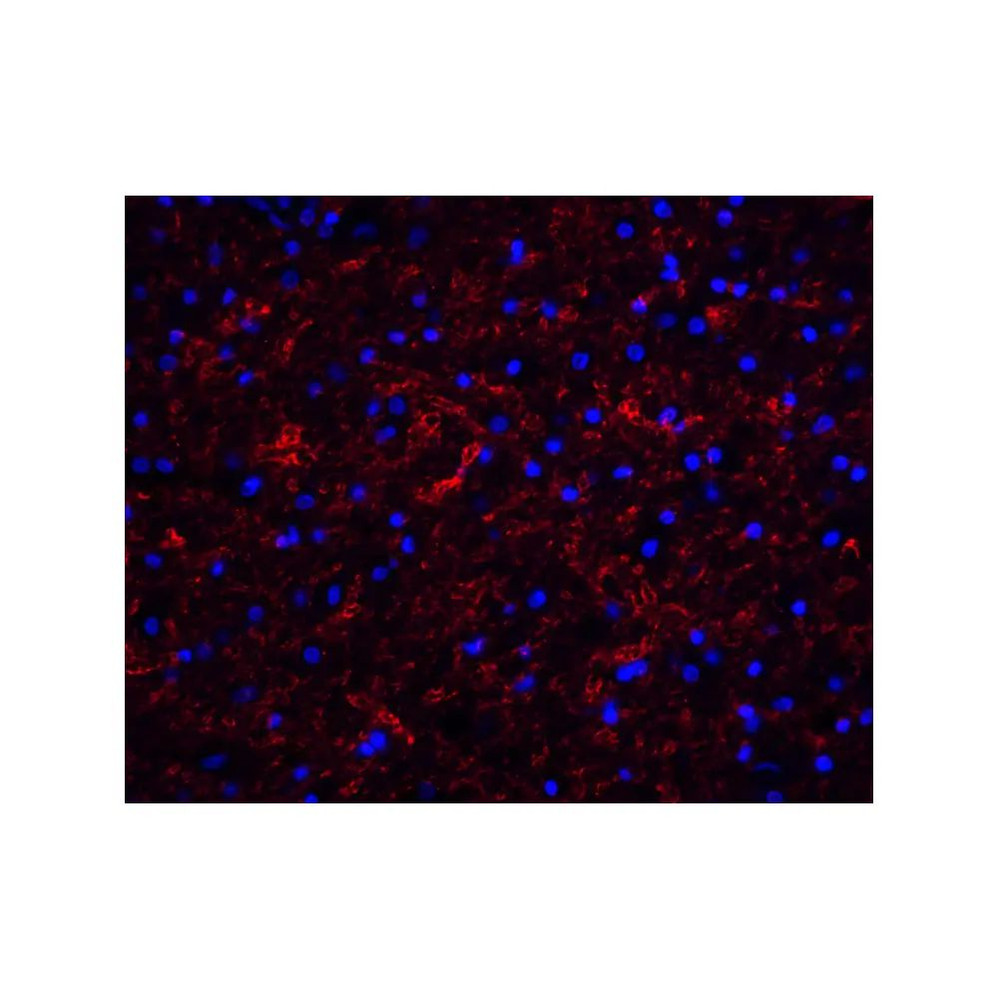 ProSci 3856 Clusterin Antibody
