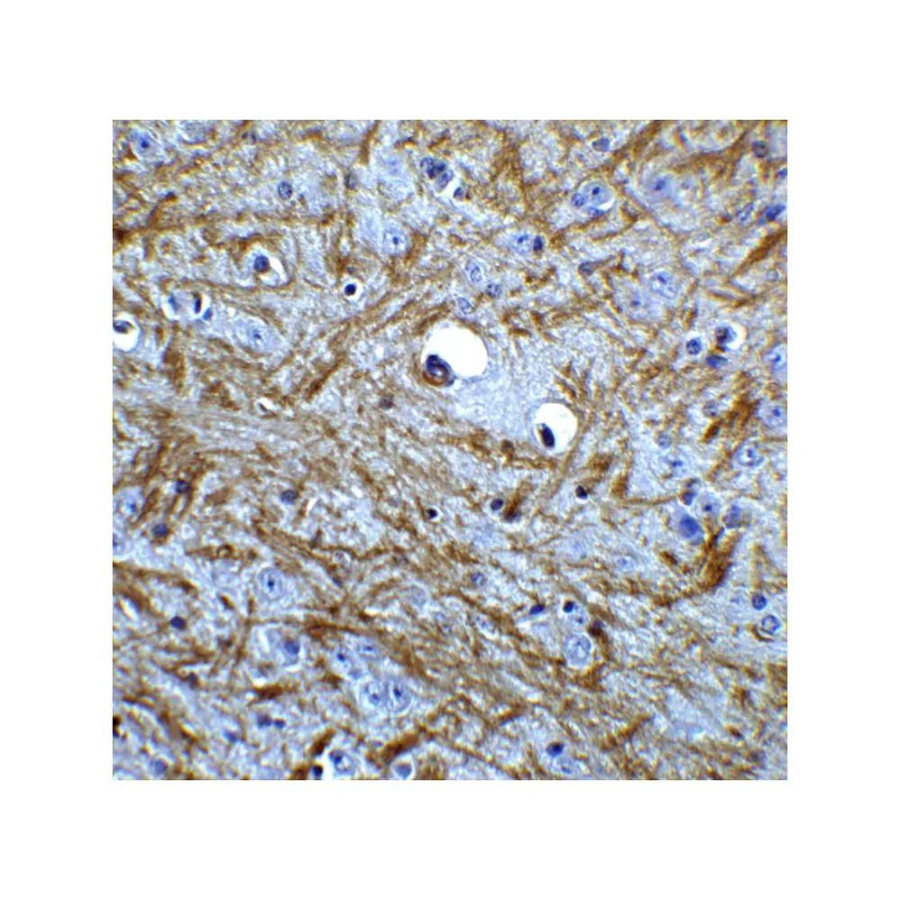 ProSci 3869 BAG-1 Antibody