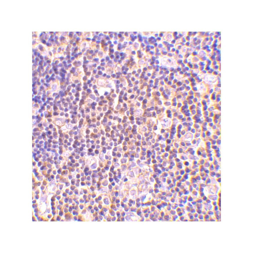 ProSci 3871 BAG-1 Antibody