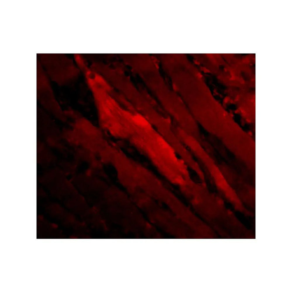 ProSci 3903 SHP2 Antibody