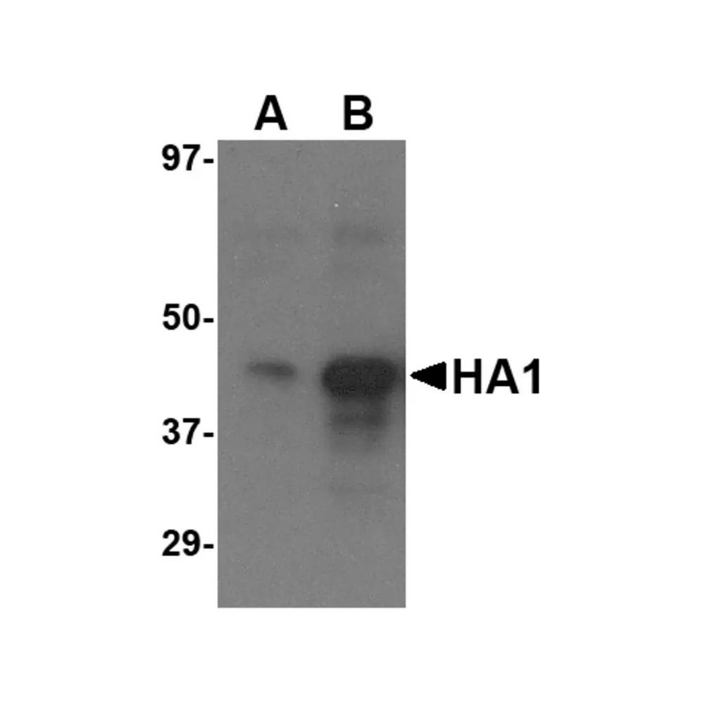 ProSci 3911 Avian Influenza H5N1 Hemagglutinin (IN1) Antibody