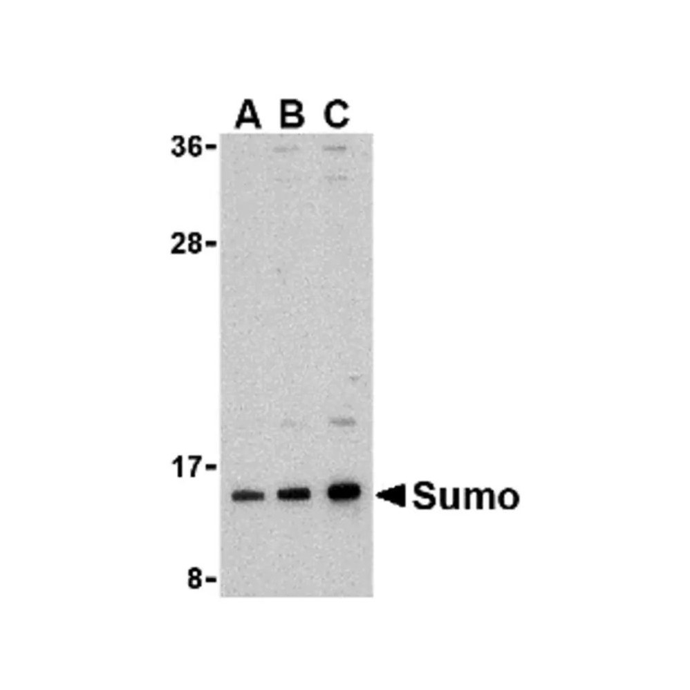 ProSci 3969 Sumo Antibody