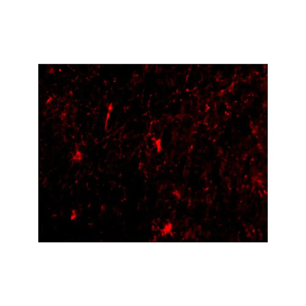 ProSci 3985 Nicastrin Antibody
