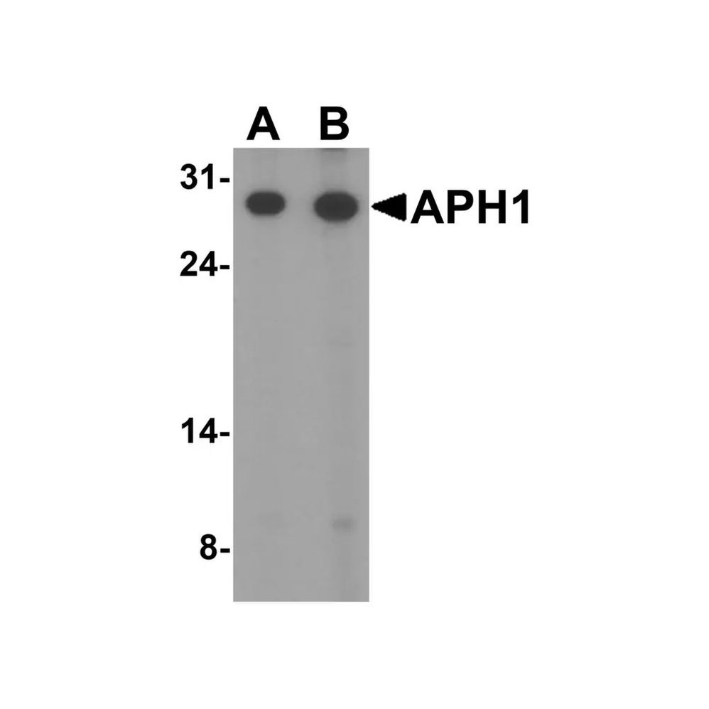 ProSci 4003 APH1 Antibody
