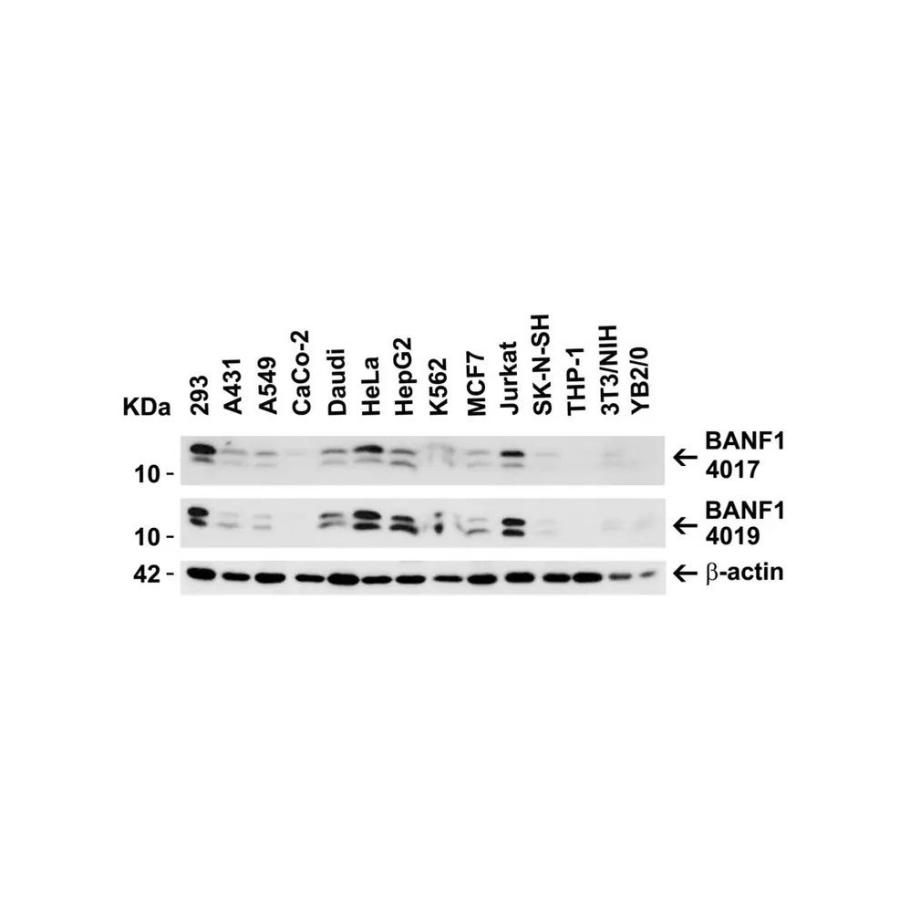 ProSci 4019 BANF1 Antibody