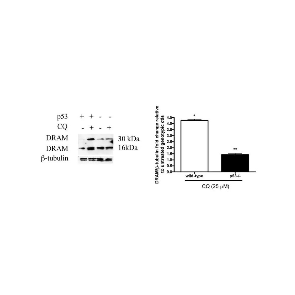 ProSci 4033 DRAM Antibody