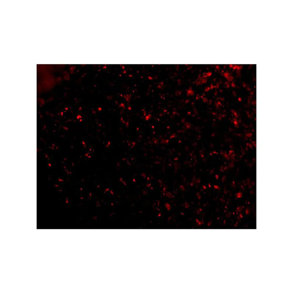 ProSci 4041 ORAI1 Antibody