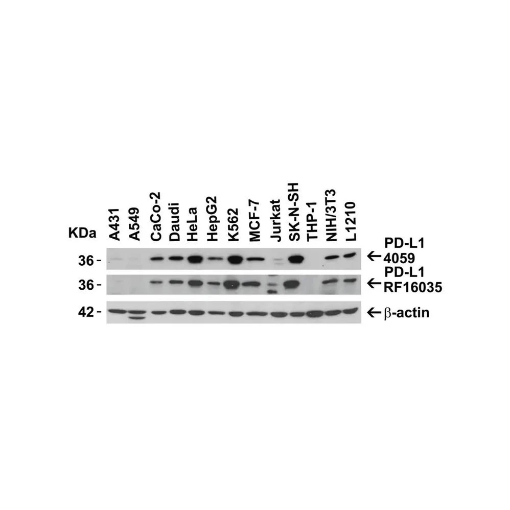 ProSci 4059 PD-L1 Antibody