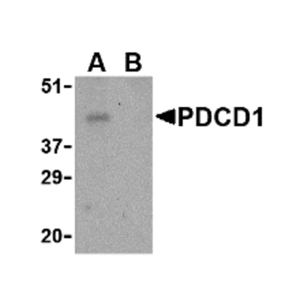 ProSci 4067 PD-1 Antibody