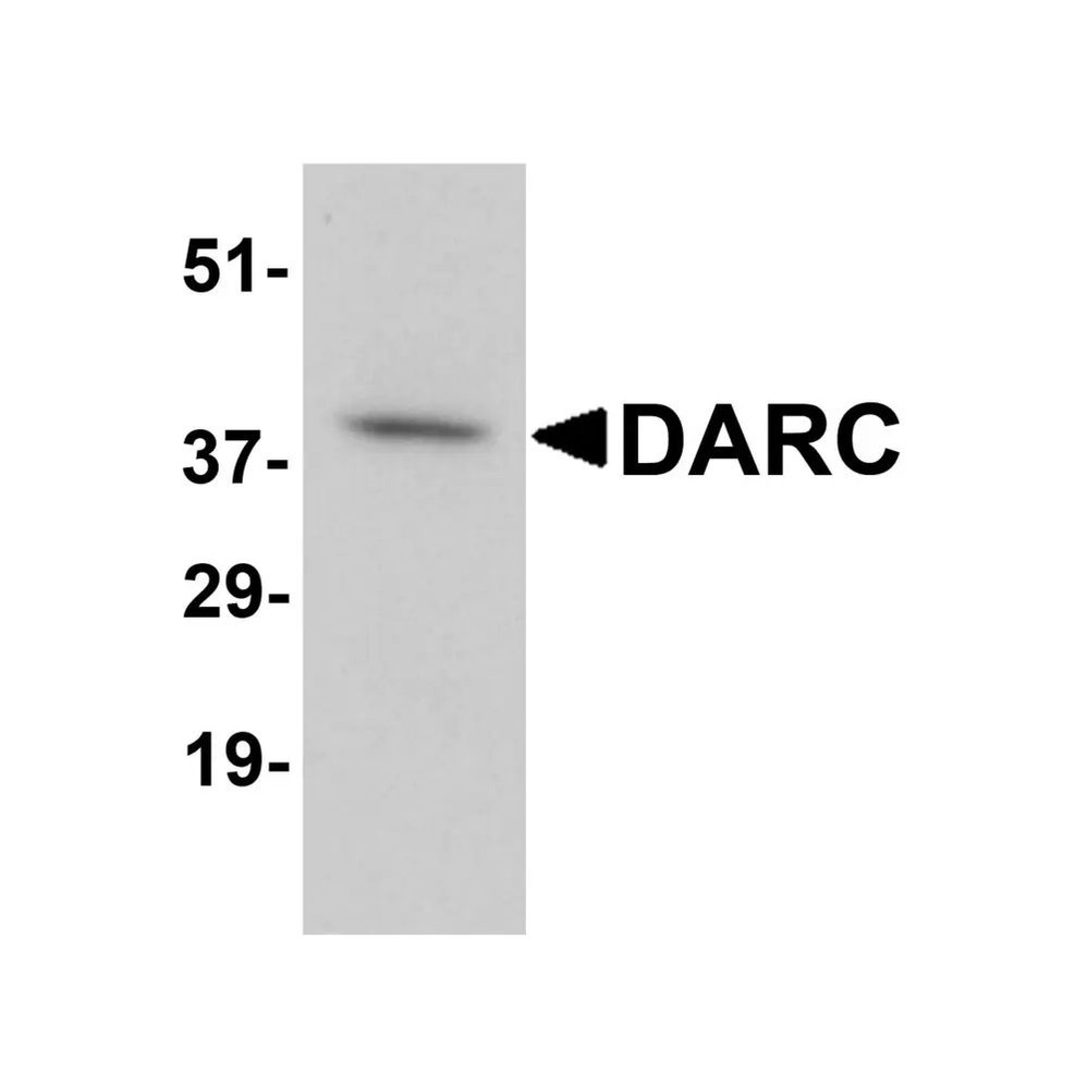 ProSci 4069 DARC Antibody