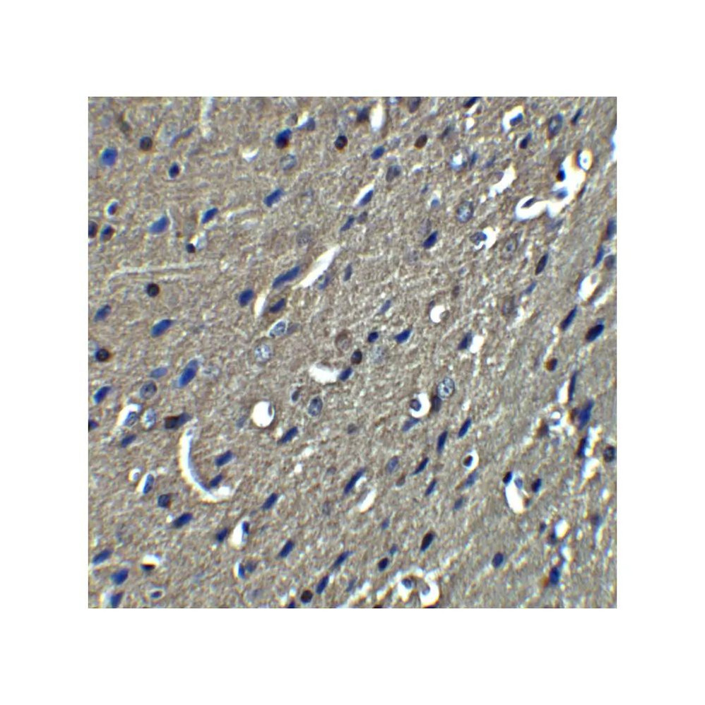 ProSci 4089 NogoA Antibody