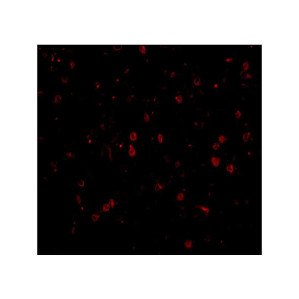ProSci 4107 NPAS3 Antibody