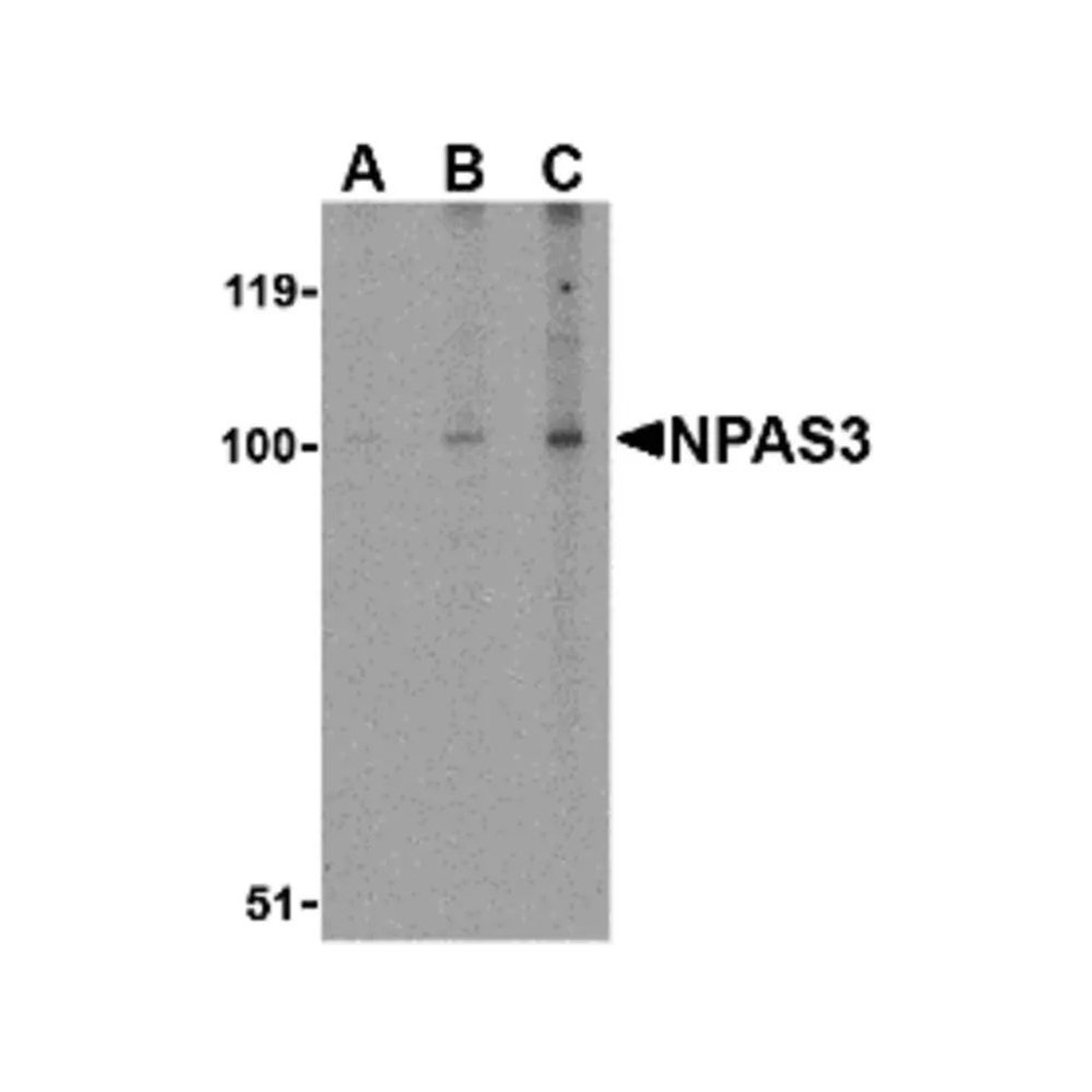 ProSci 4109 NPAS3 Antibody