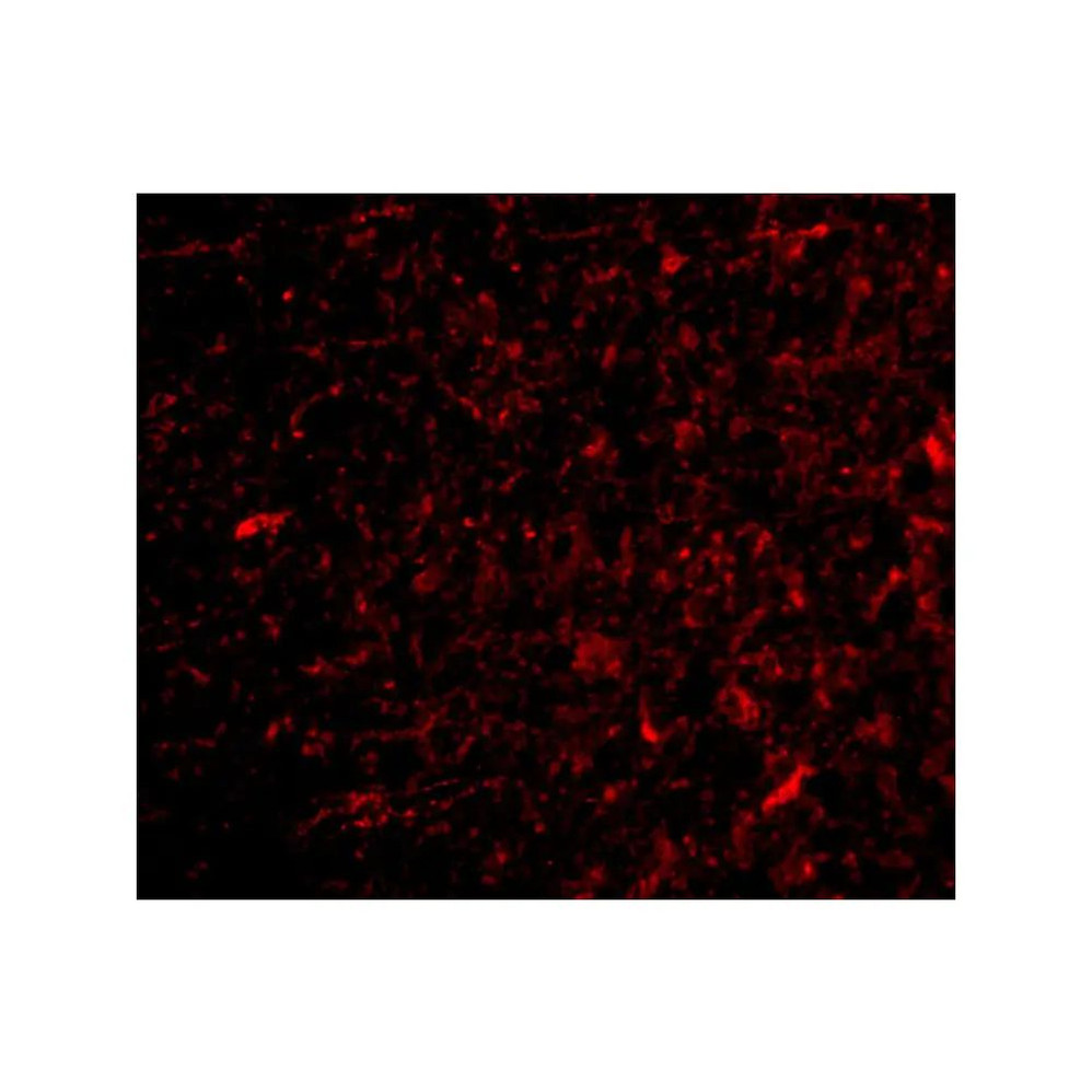 ProSci 4109 NPAS3 Antibody
