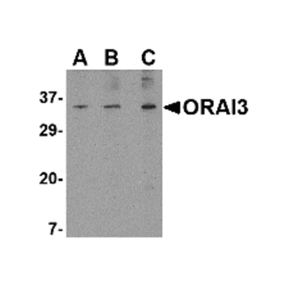 ProSci 4117 ORAI3 Antibody