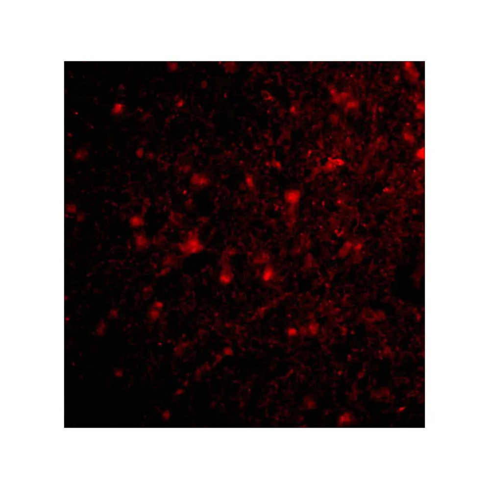 ProSci 4205 HAP1 Antibody