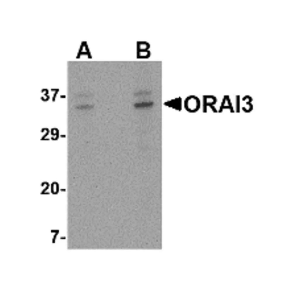 ProSci 4215 ORAI3 Antibody