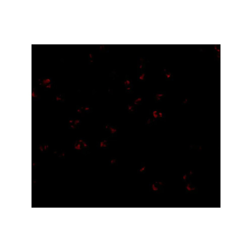 ProSci 4227 Bub3 Antibody