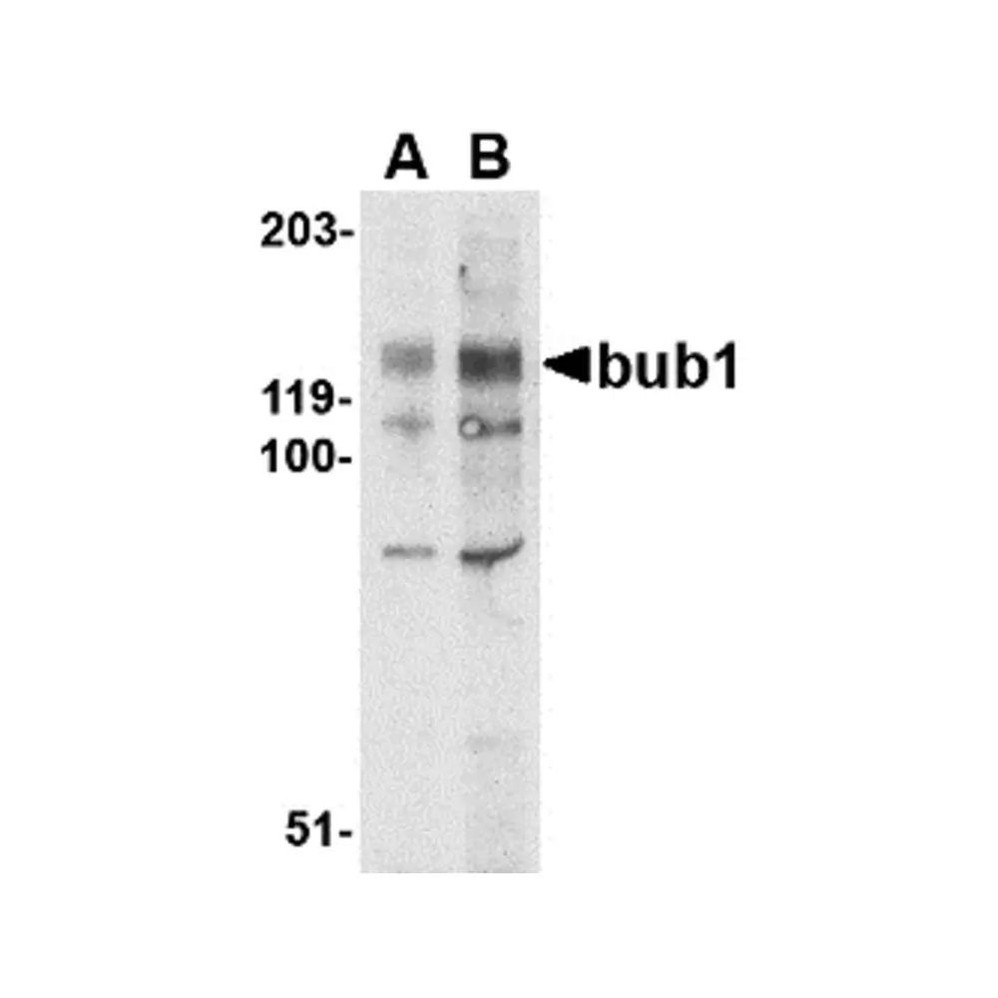 ProSci 4229 Bub1 Antibody