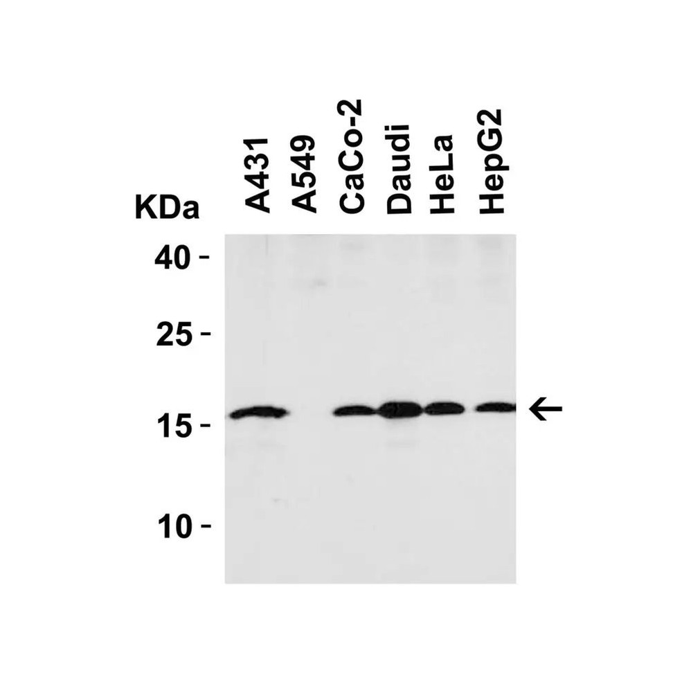 ProSci 4237 op18 Antibody