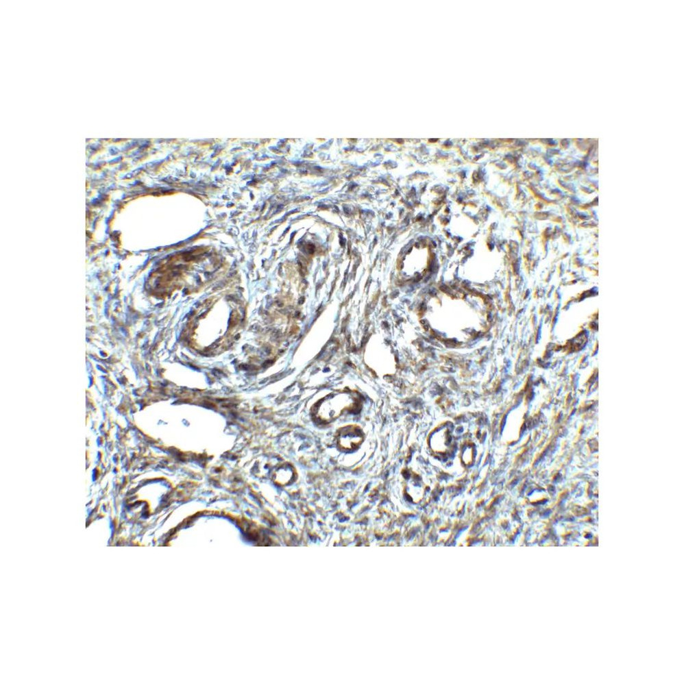 ProSci 4281 ORAI1 Antibody