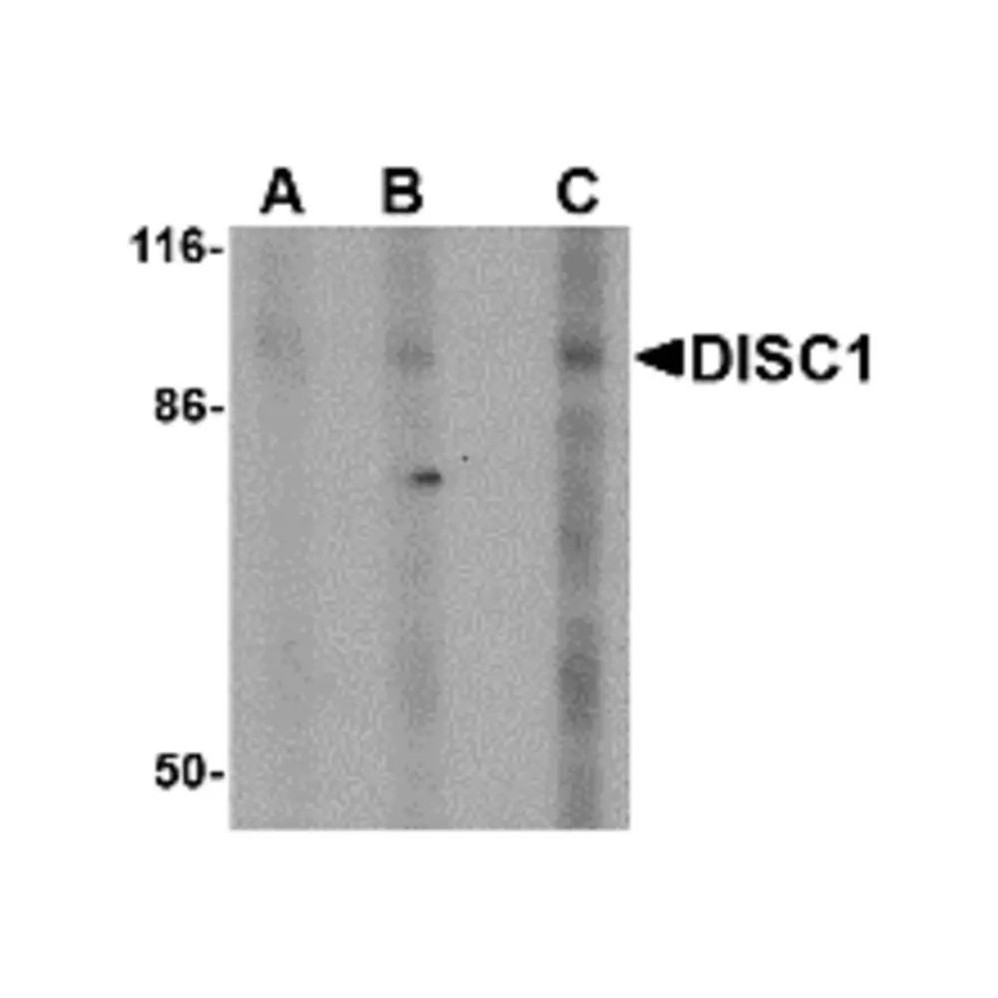 ProSci 4295 DISC1 Antibody