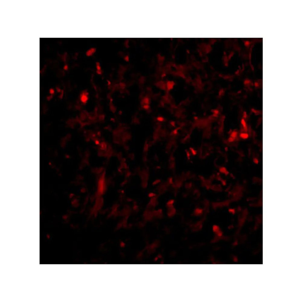 ProSci 4327 RAP80 Antibody