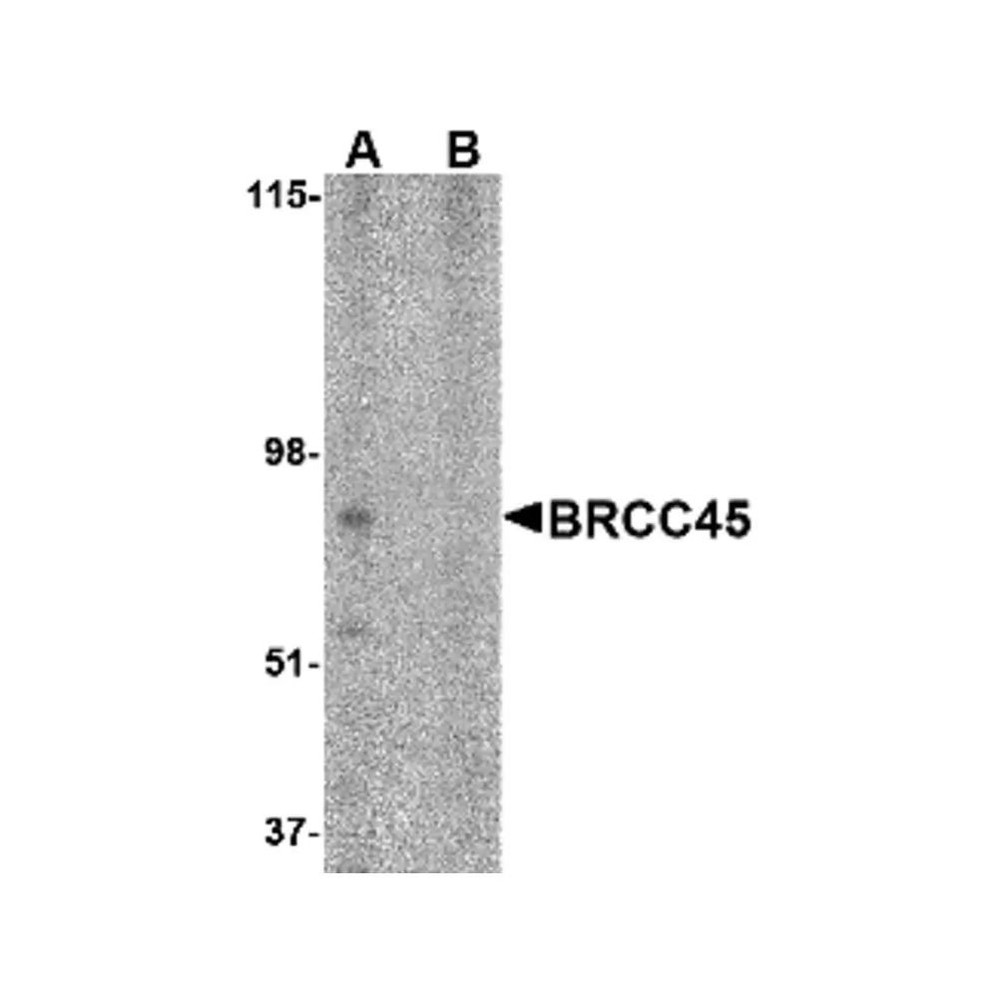ProSci 4329 BRCC45 Antibody