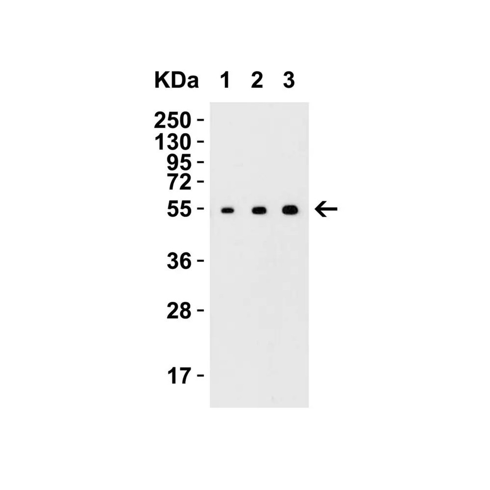 ProSci 4349 MANF Antibody