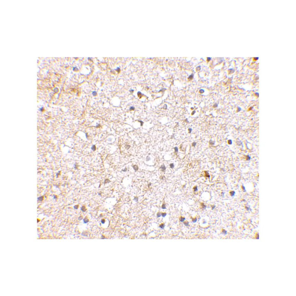 ProSci 4381 Grik1 Antibody
