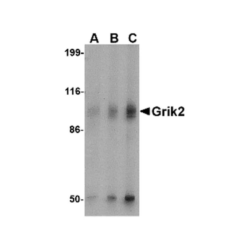 ProSci 4387 Grik2 Antibody
