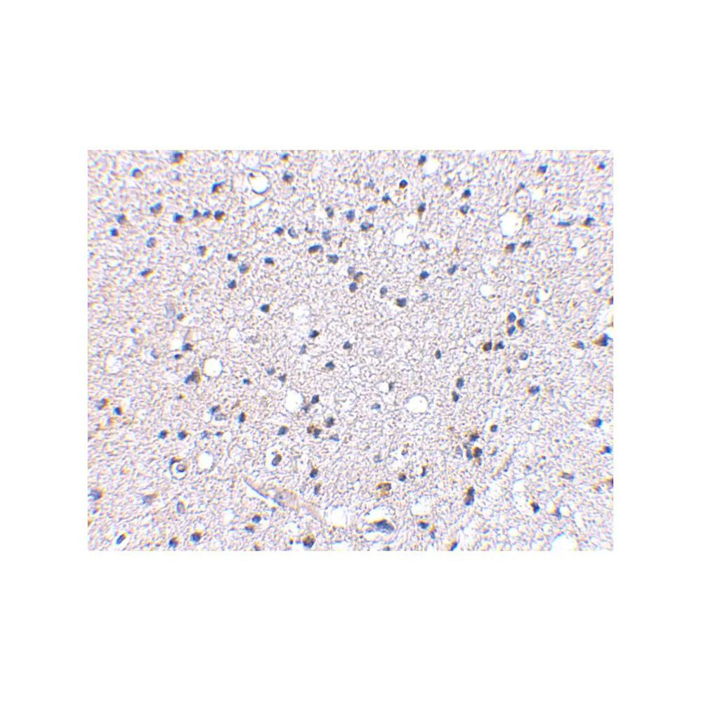 ProSci 4391 Grik4 Antibody