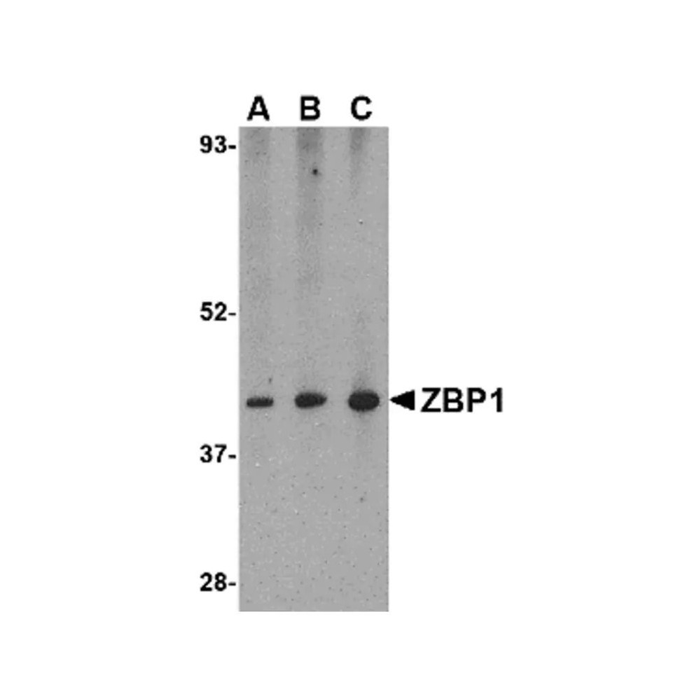 ProSci 4401 ZBP1 Antibody