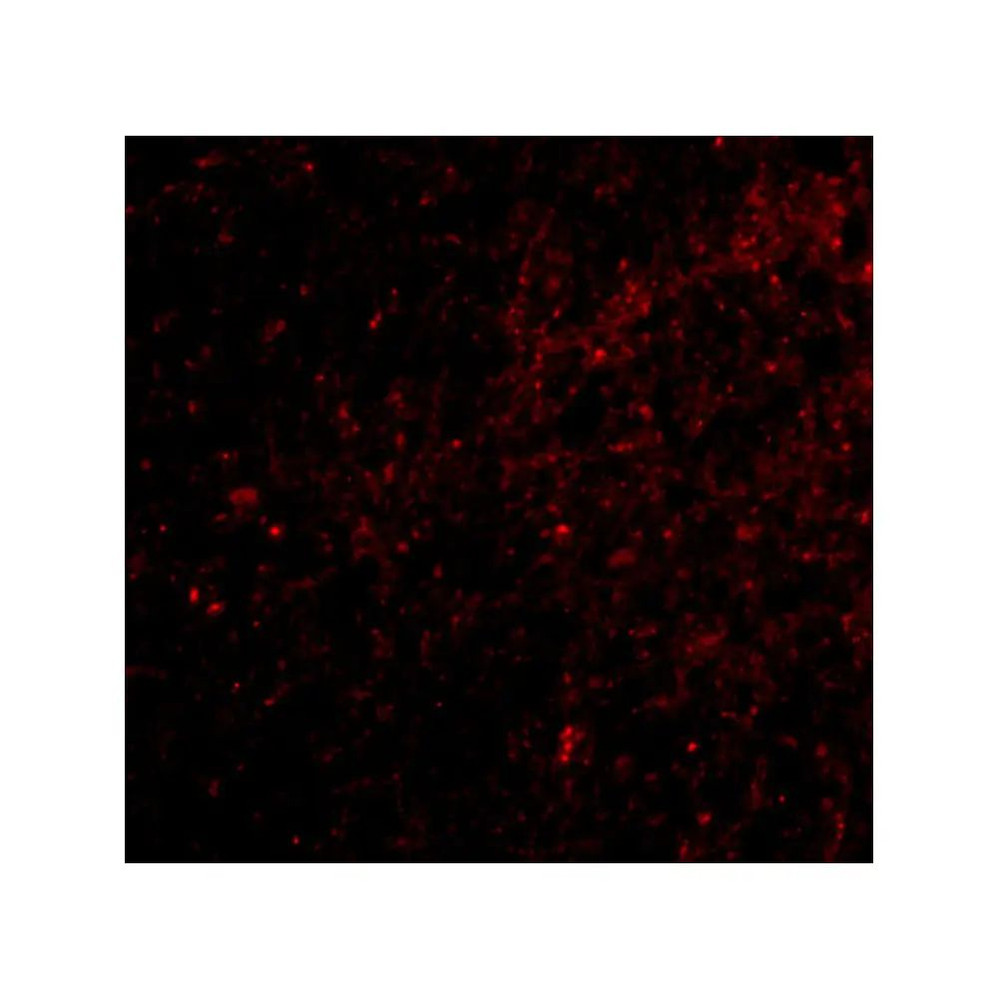 ProSci 4411 SAPAP3 Antibody