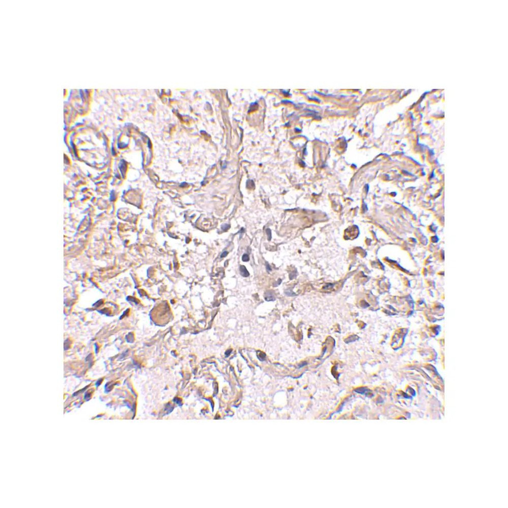 ProSci 4413 GSTP1 Antibody