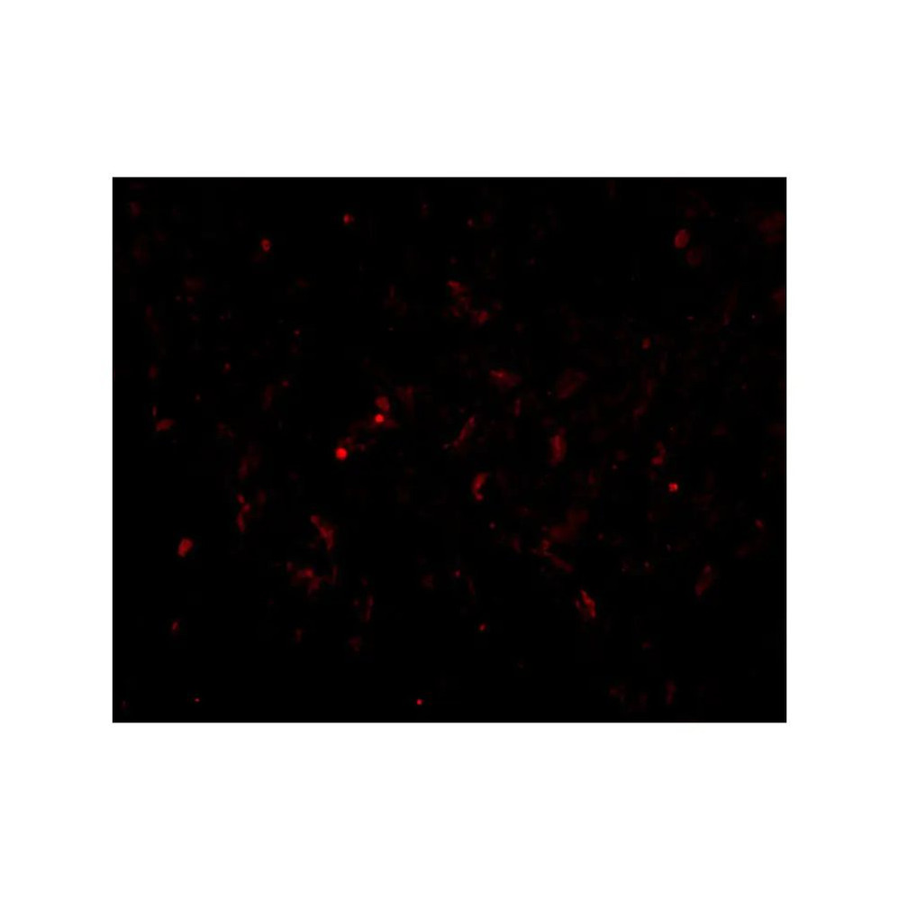 ProSci 4413 GSTP1 Antibody